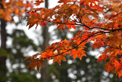 時雨と紅葉①