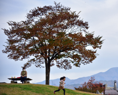 丘の上の木