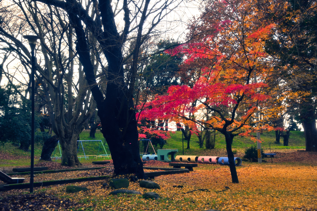 霞城公園の紅葉④
