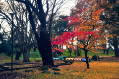 霞城公園の紅葉④
