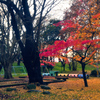 霞城公園の紅葉④