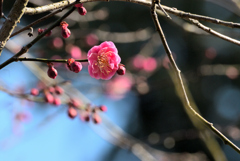 花ぞ昔の香ににほひける
