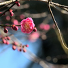 花ぞ昔の香ににほひける