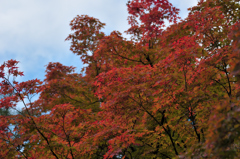 もみじ公園③