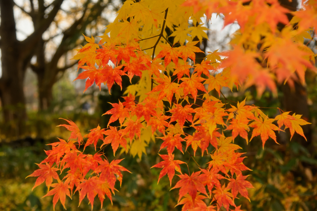 霞城公園の紅葉①