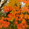 霞城公園の紅葉①