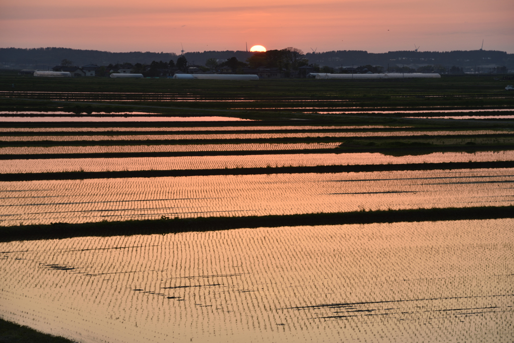 瑞穂の国　庄内平野の夕暮