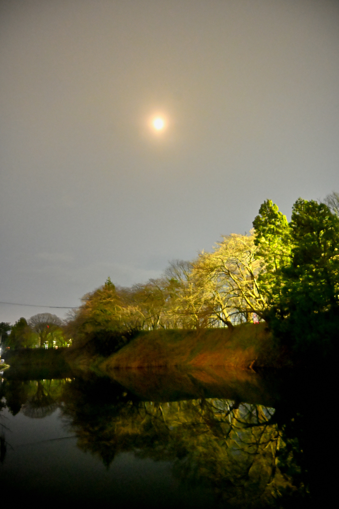 2025朧月と霞城公園三分咲き