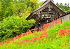2025本山慈恩寺 曼珠沙華②