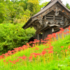 2025本山慈恩寺 曼珠沙華②