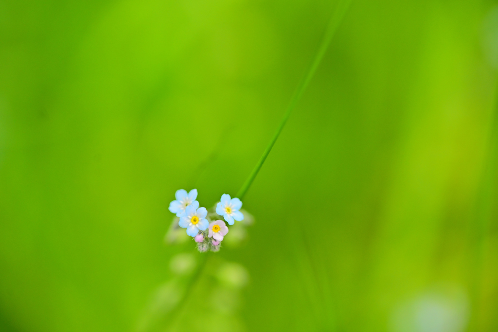 畔の花③
