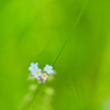 畔の花③