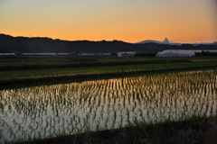 夕映えと水田