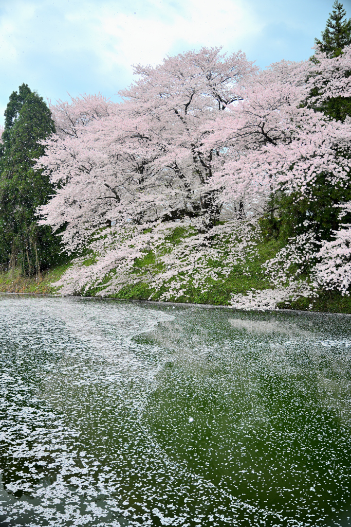 2025霞城公園散り時①