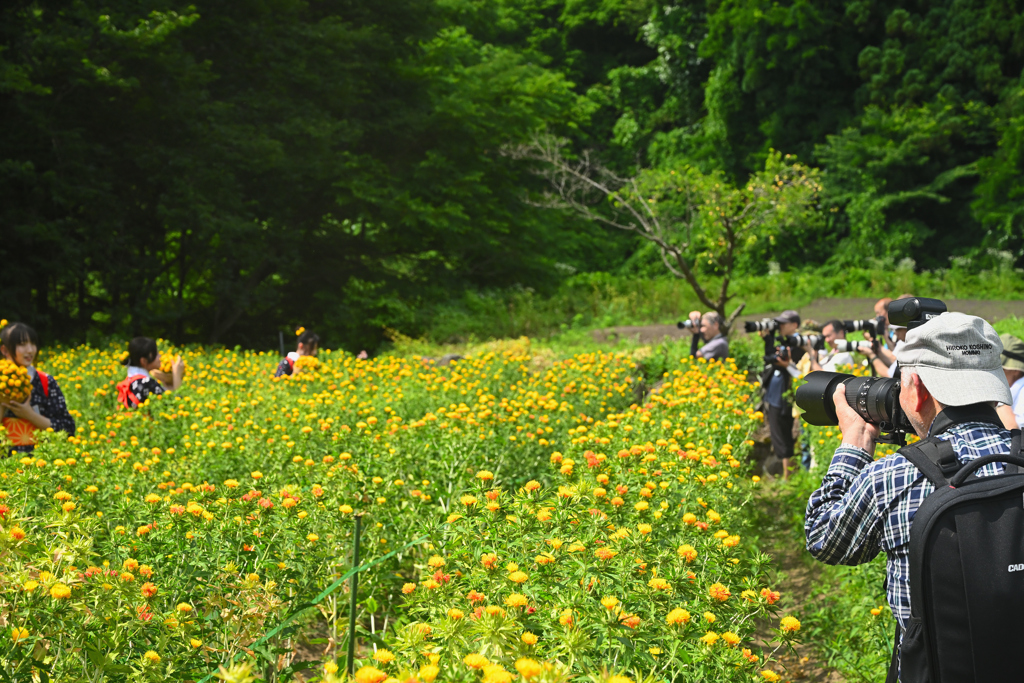 第40回 やまがた紅花まつり　閑話休題　撮る人を撮る