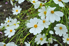 2025 秋の草花①