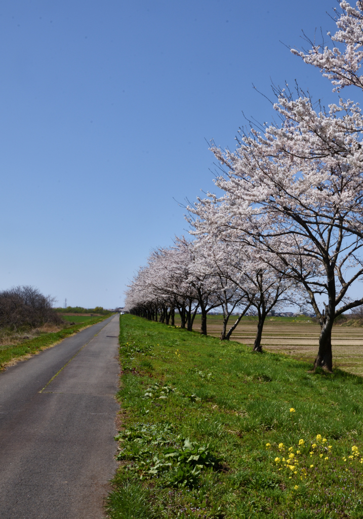 最上川桜回廊　平田