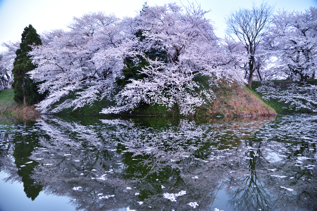 2023-4-12　山形城二の丸跡の桜③
