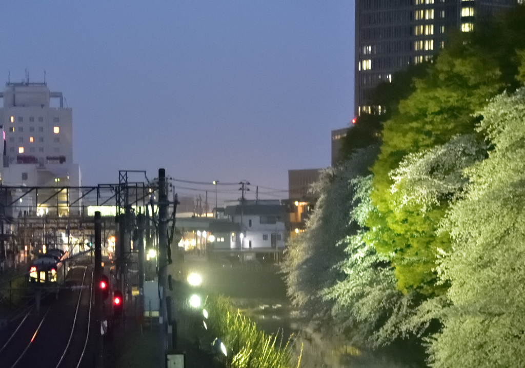 2023-4-12　山形城二の丸跡の桜①