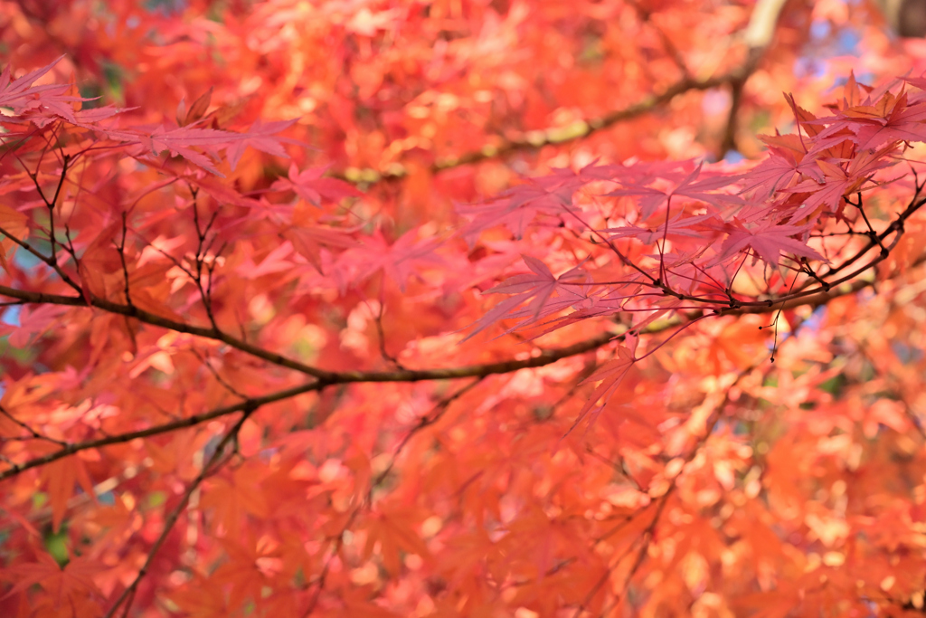 2025 児童公園の紅葉①