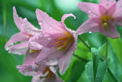 ヒメサユリの花