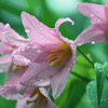 ヒメサユリの花