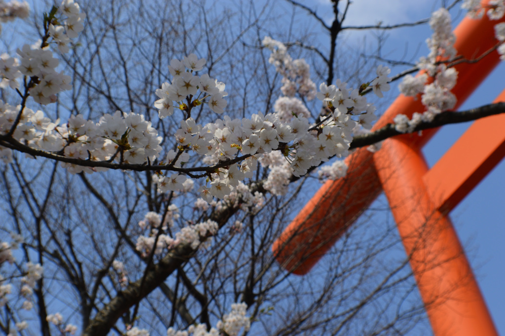 桜、咲く