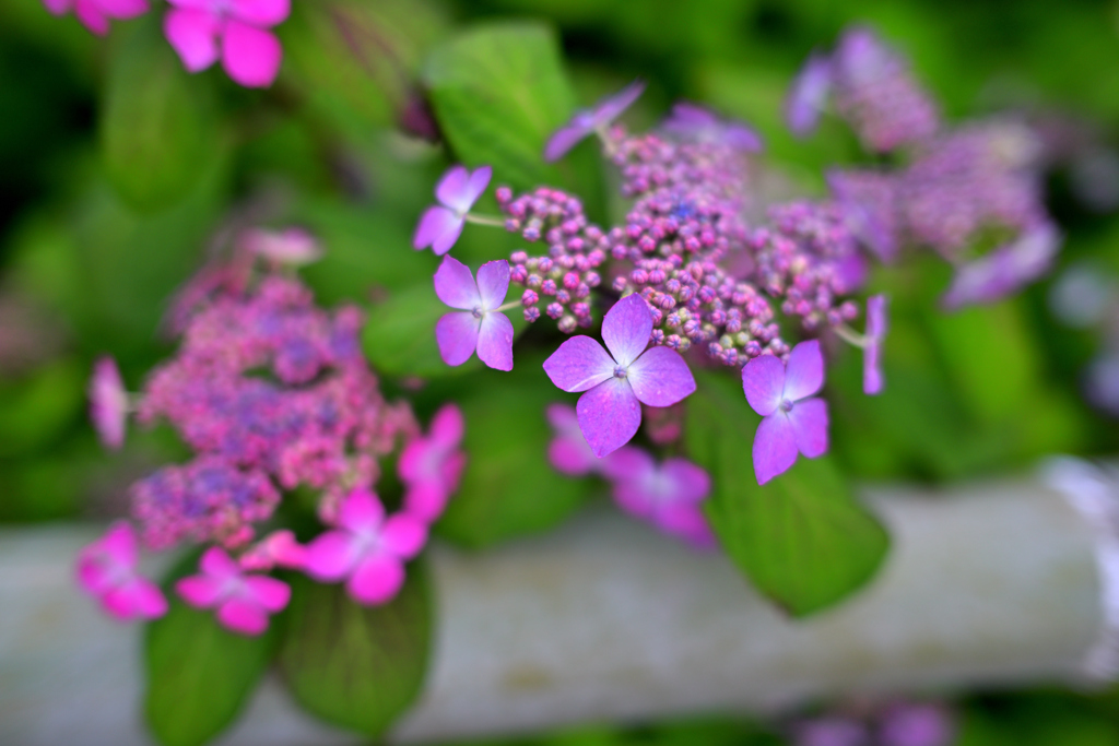 花火