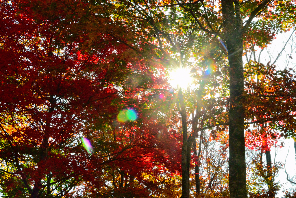 昨年の紅葉⑤