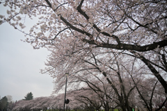 2025霞城公園五分咲②