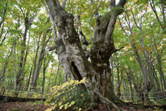 あがりこ大王　獅子ヶ鼻湿原