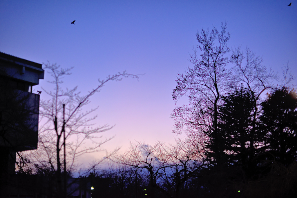 2024年末の夕暮れ②