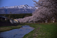 桜と鳥海山