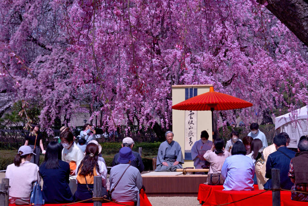 2024桜三昧⑤