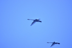 朝飯前の飛翔