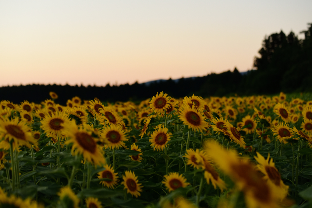 向日葵畑の夕方
