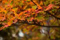 紅葉