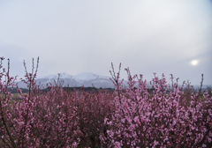 啓翁桜畑と鳥海