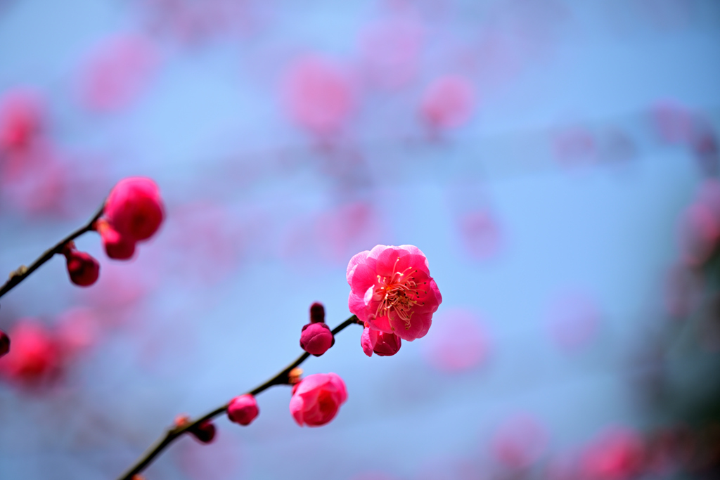 霞城公園の赤梅