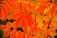 時雨と紅葉②