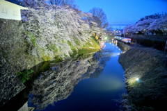 2025霞城公園満開