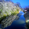 2025霞城公園満開