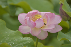 日本でもそら、２千年まえの蓮の実が花を咲かせたことがあるじゃないか。