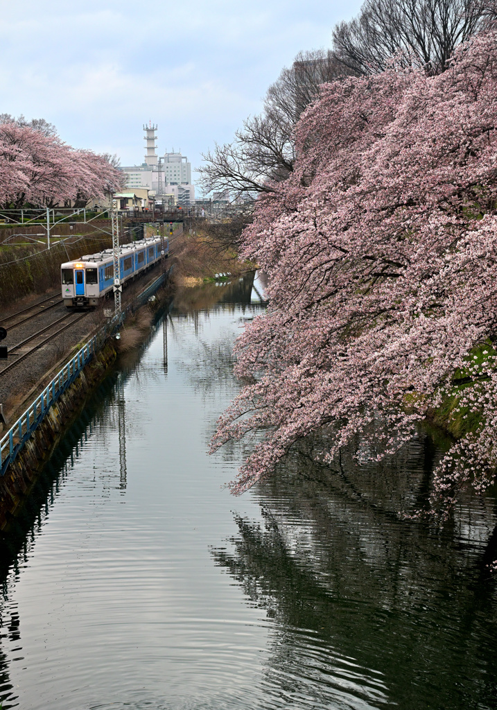 2025霞城公園八分咲②