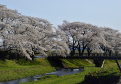 2022-4-19 中山公園4