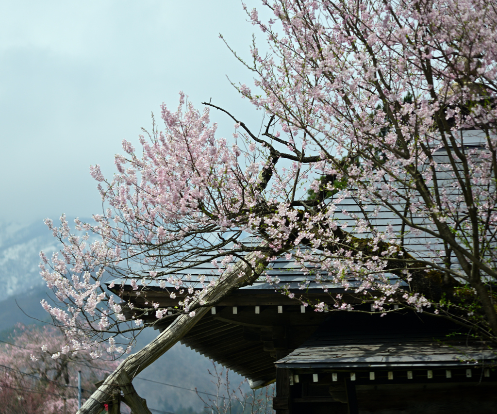 2025薬師堂(薬師桜)