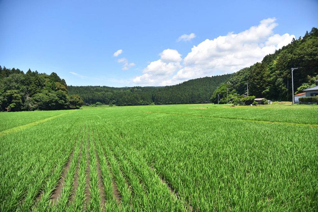 夏が来た