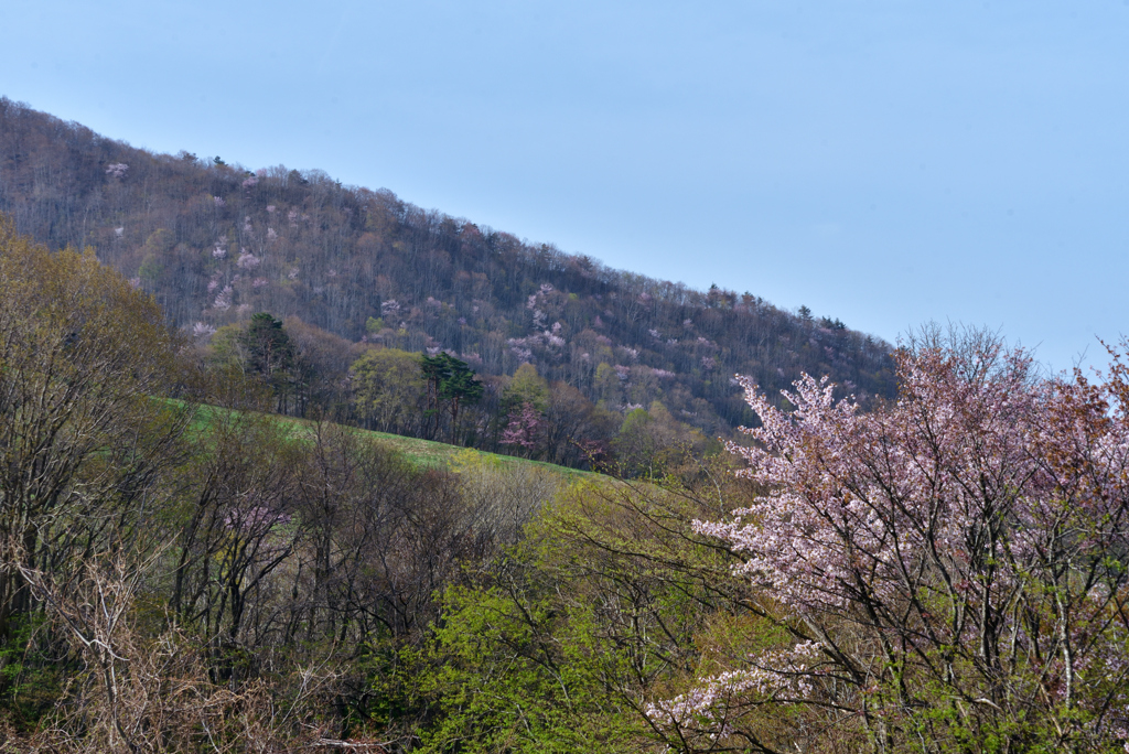 西蔵王大山桜①