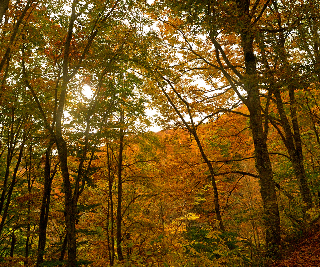 大江町田の沢から西川町大井沢ヘ③