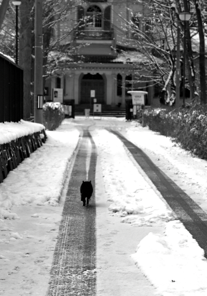 黒猫のパイロット